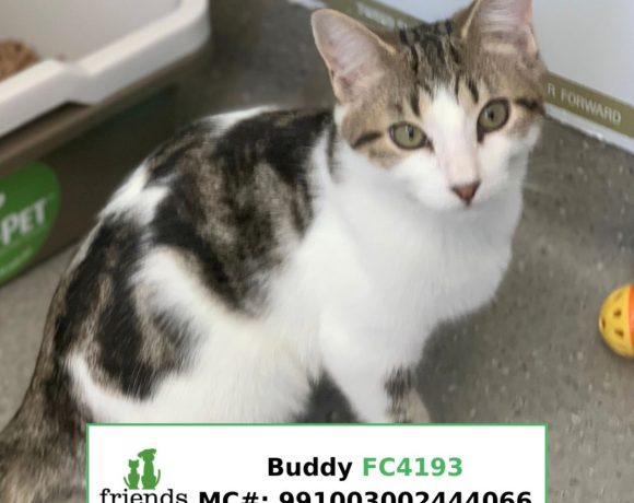 Buddy (Adopted)