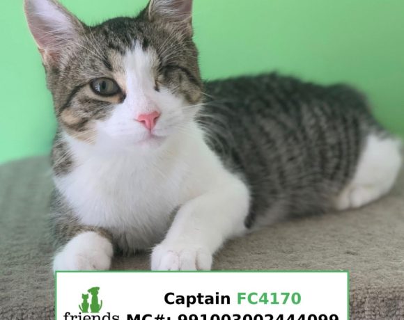 Captain (Adopted)