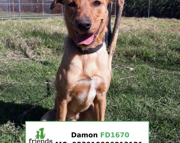 Damon (Adopted)