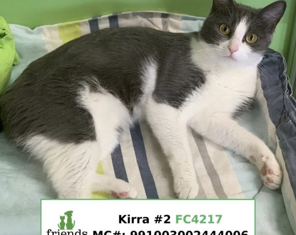 Kirra (Adopted)