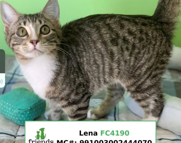 Lena (Adopted)