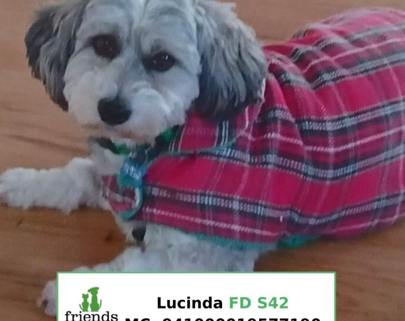Lucinda (Adopted)