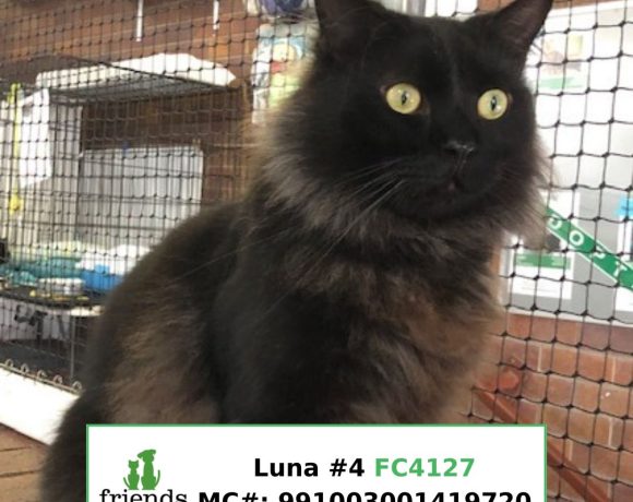 Luna (Adopted)