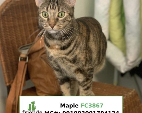 Maple (Adopted)