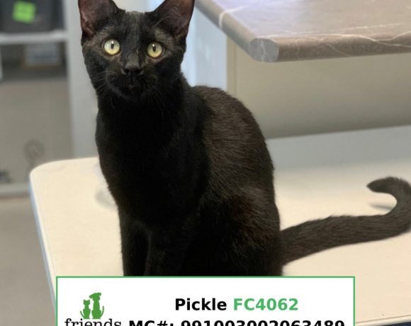 Pickle (Adopted)