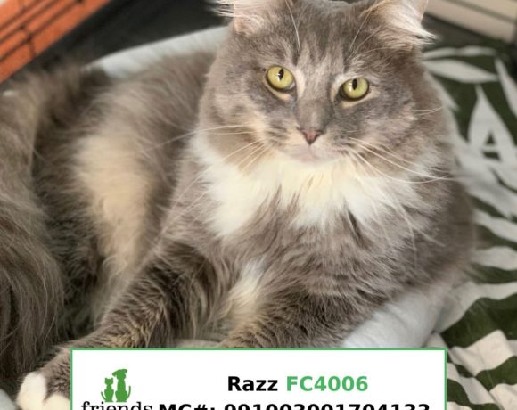 Razz (Adopted)