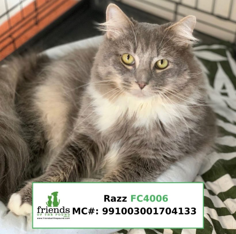 Razz (Adopted)