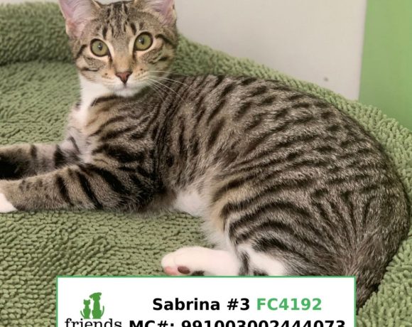 Sabrina (Adopted)
