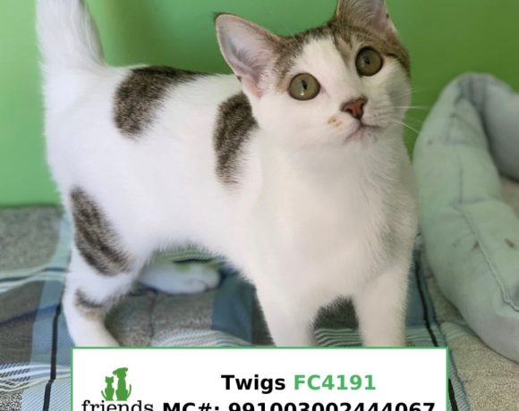 Twigs (Adopted)
