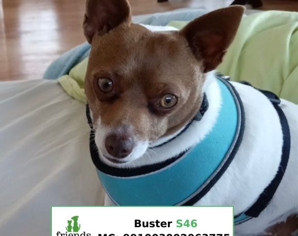 Buster (Adopted)