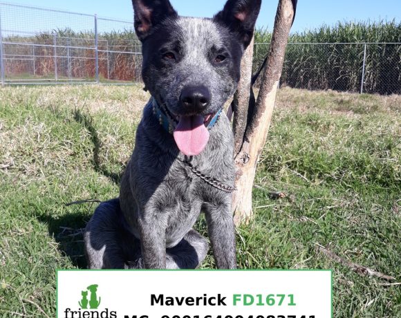 Maverick (Adopted)
