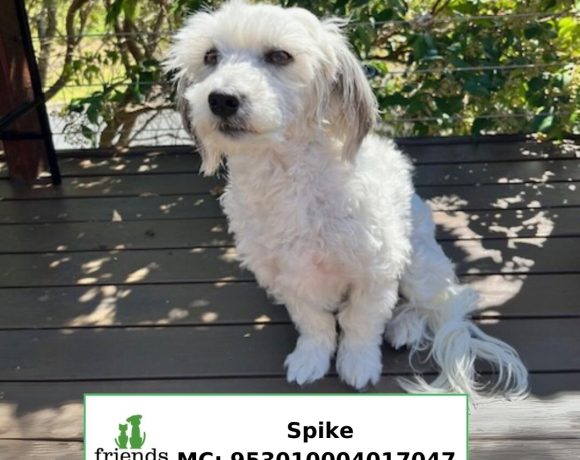 Spike (Adopted)