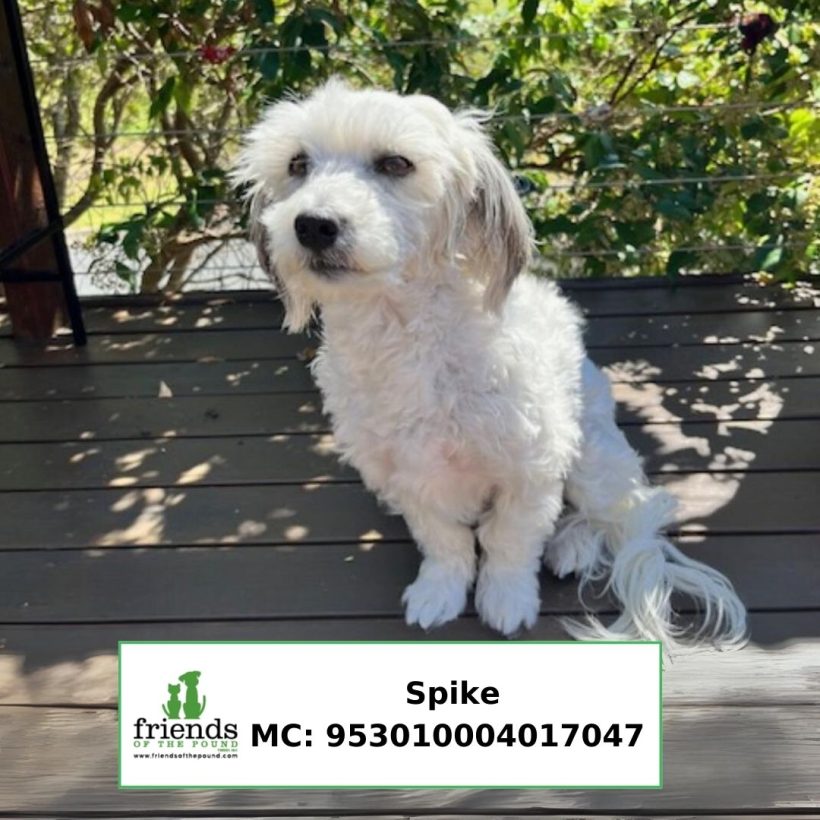 Spike (Adopted)