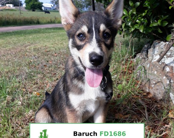 Baruch (Adopted)