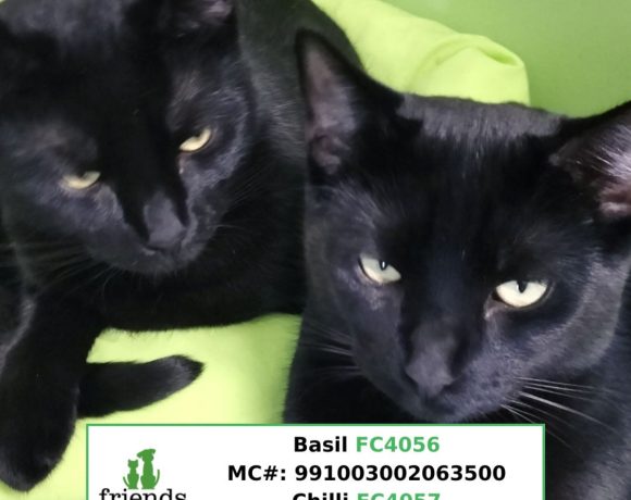 Basil & Chilli (Adopted)
