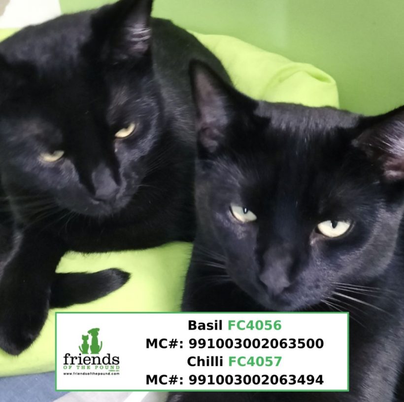 Basil & Chilli (Adopted)