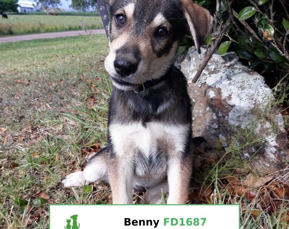 Benny (Adopted)