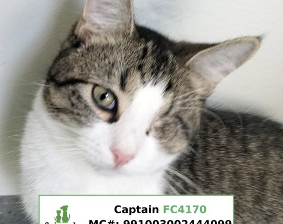 Captain (Adopted)