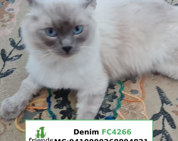 Denim (Adopted)