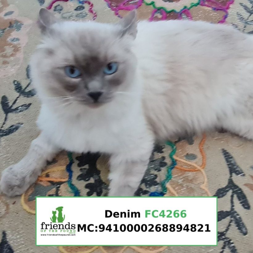 Denim (Adopted)