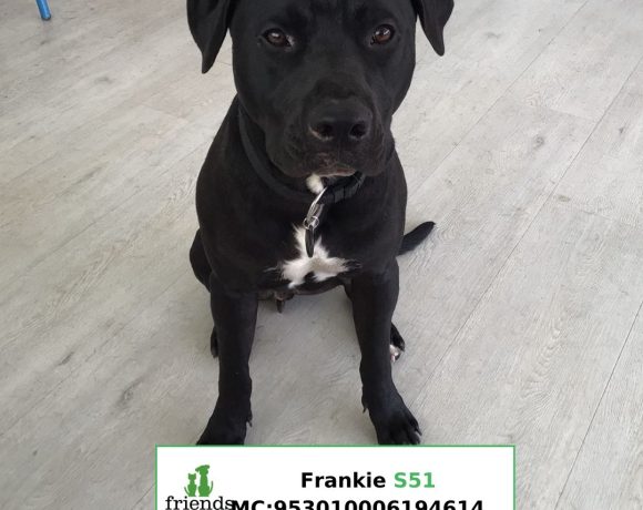 Frankie (Adopted)