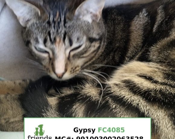 Gypsy (Adopted)