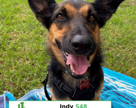 Indy (Adopted)