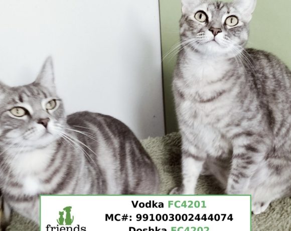 Vodka & Doshka (Adopted)