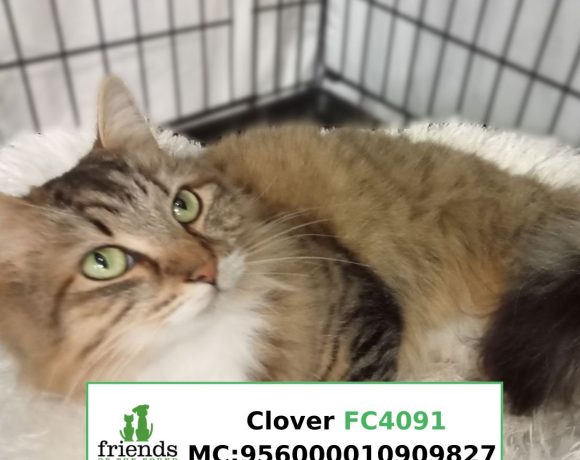 Clover (Adopted)