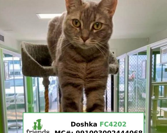 Doshka (Adopted)