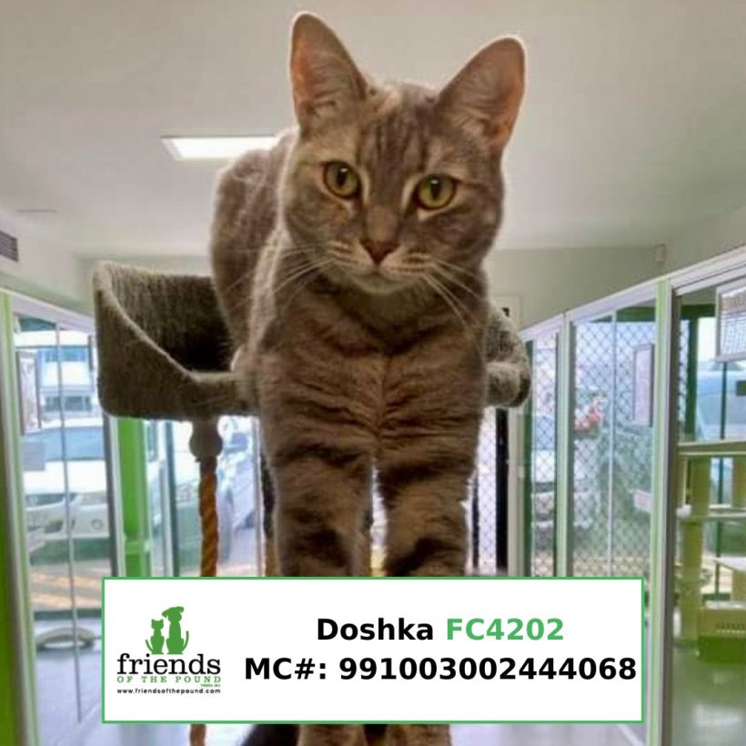 Doshka (Adopted)