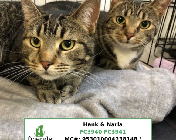 Hank & Narla (Adopted)