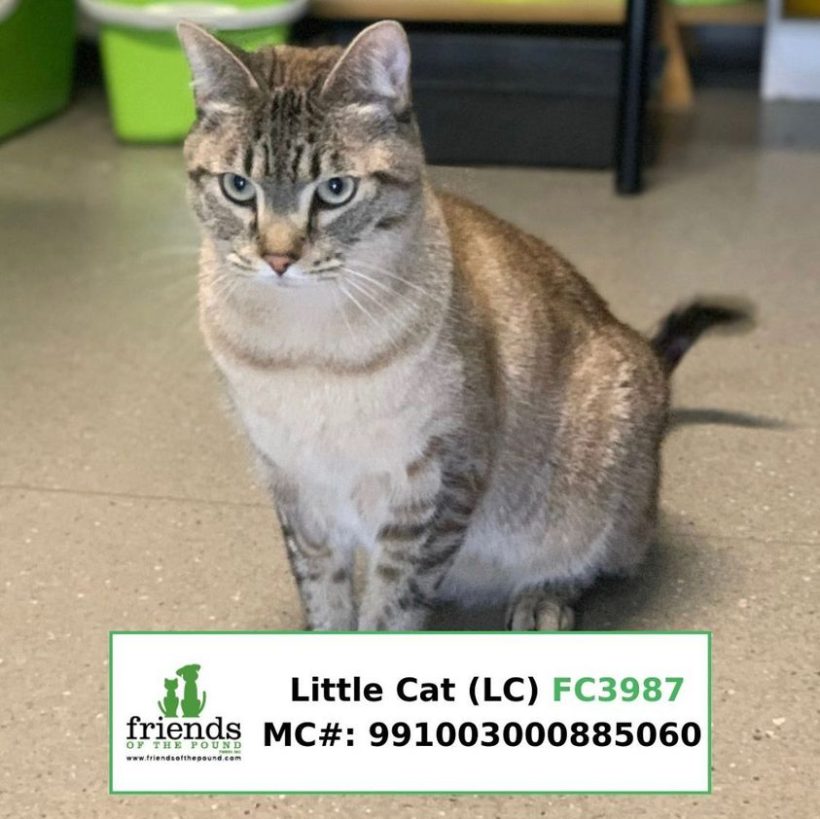 LC aka Little Cat (Adopted)