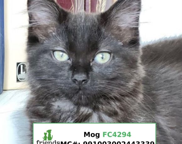 Mog (Adopted)