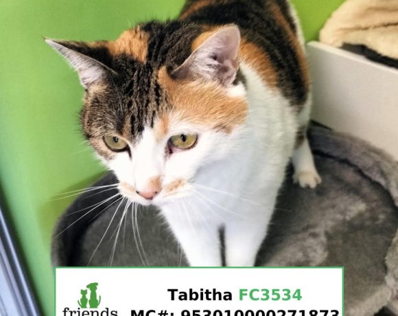 Tabitha (Adopted)