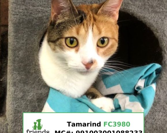 Tamarind (Adopted)