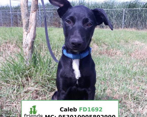 Caleb (Adopted)