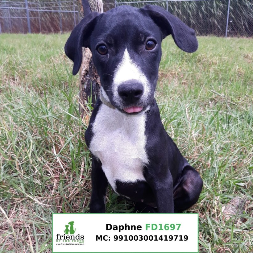 Daphne (Adopted)