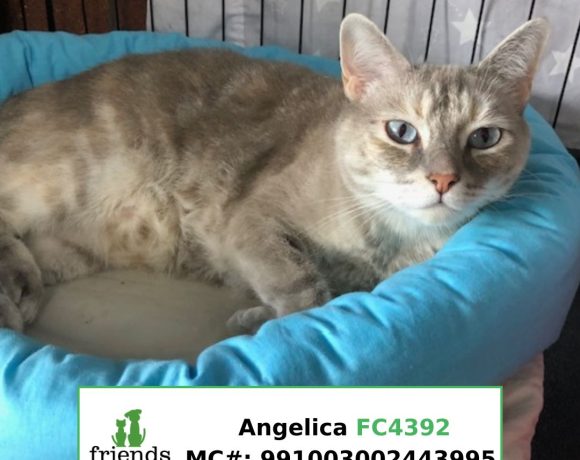 Angelica (Adopted)