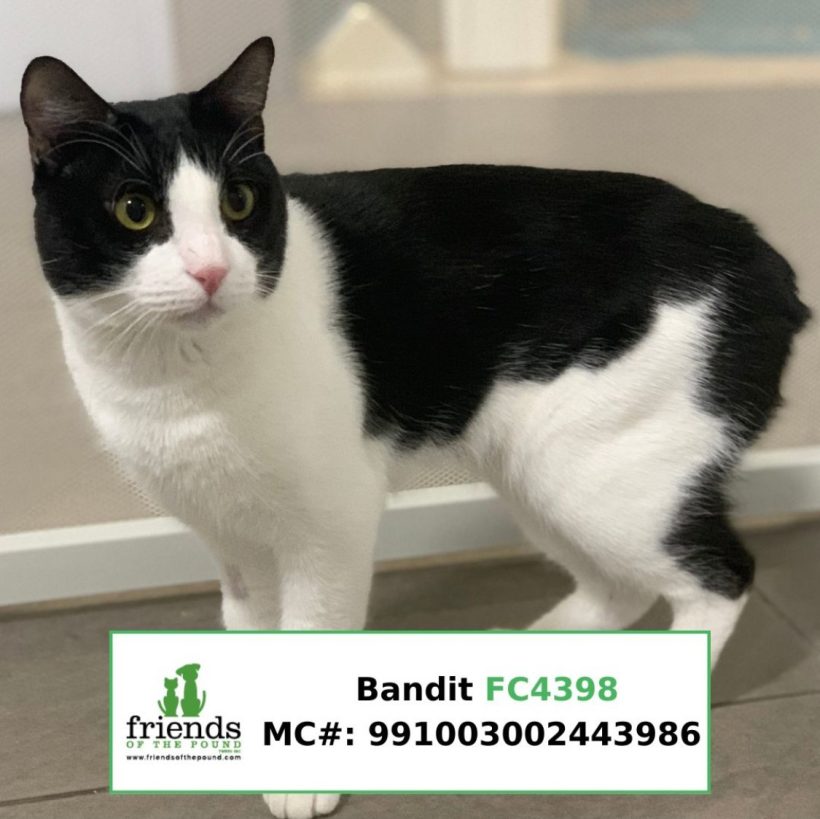 Bandit (Adopted)