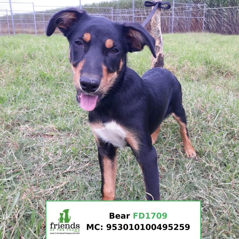 Bear (Adopted)