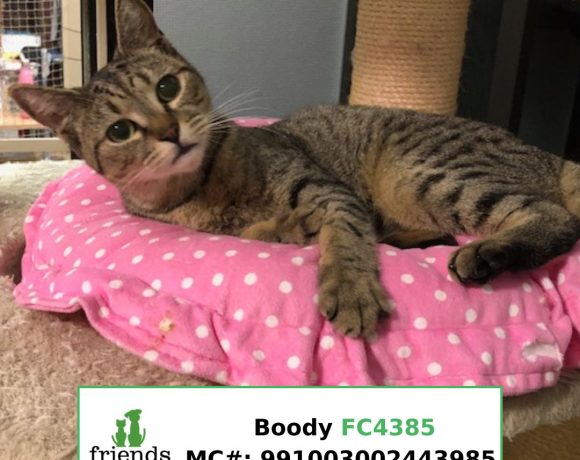 Boody (Adopted)