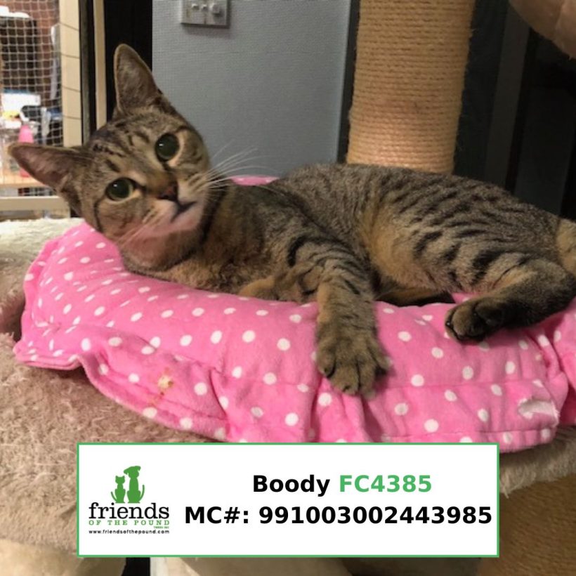 Boody (Adopted)