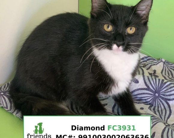 Diamond (Adopted)