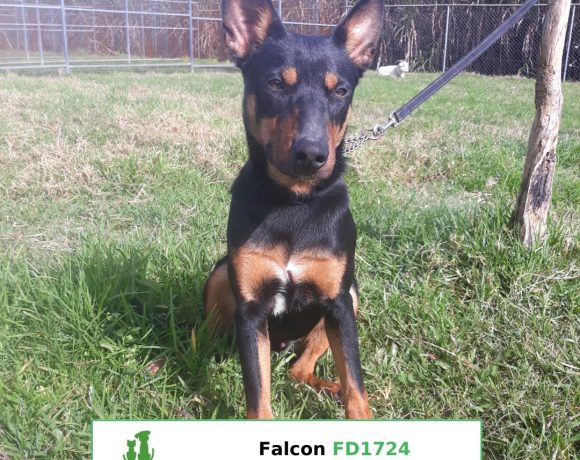 Falcon (Adopted)