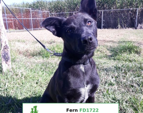 Fern (Adopted)