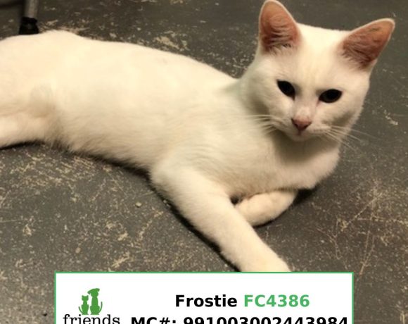 Frostie (Adopted)