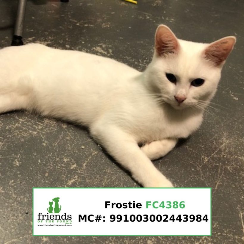 Frostie (Adopted)