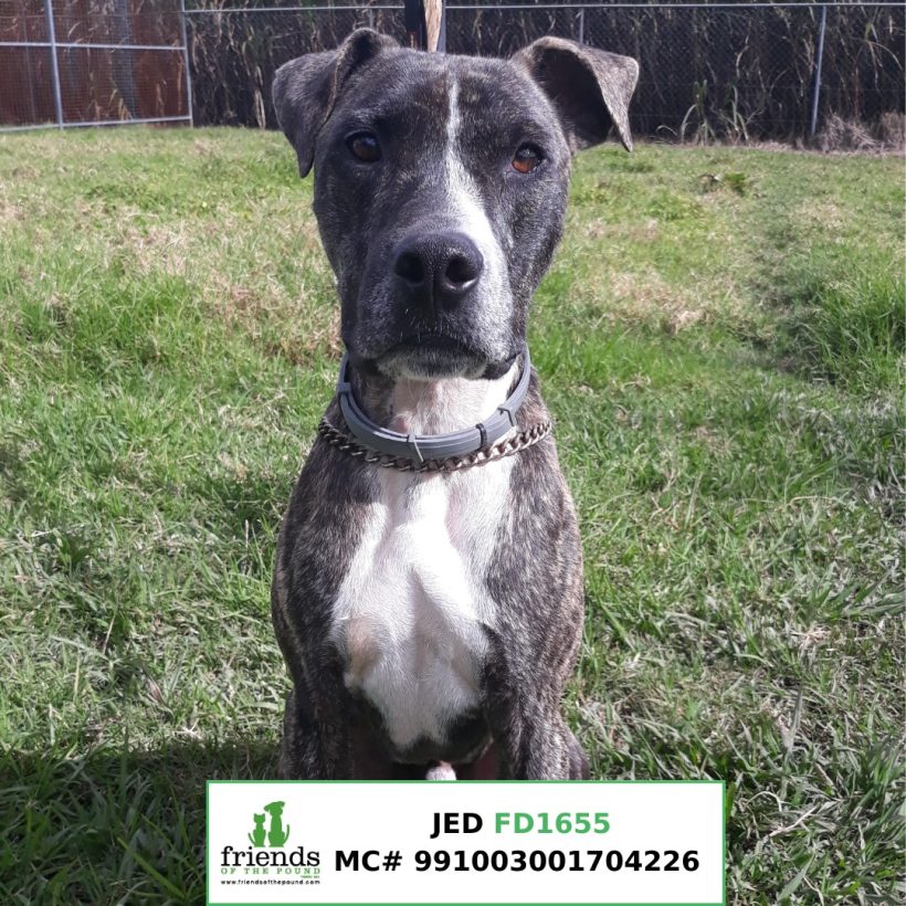 Jed (Adopted)