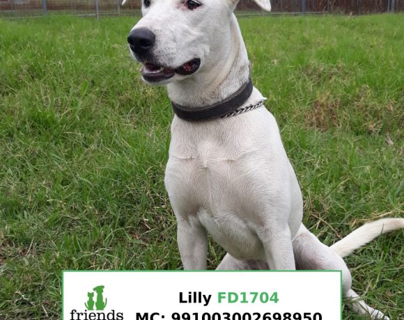 Lilly (Adopted)